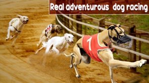 Crazy Dog Racing Game 2020 Online